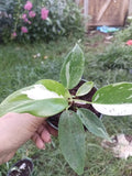 Variegated Philodendron Houseplant - White Princes - Rooted Indoor Plant - Philodendron bipinnatifidum