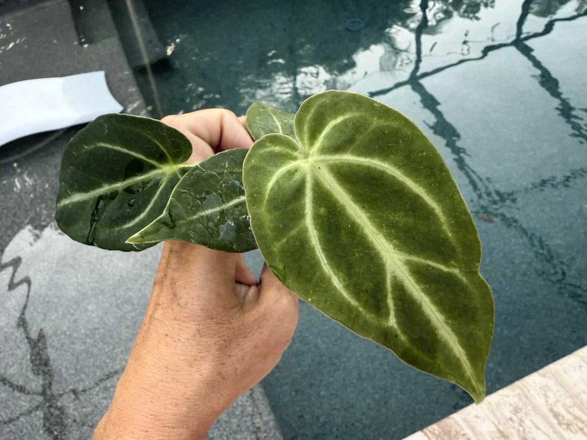 Anthurium Magnificum Plant - Tropical Houseplant with Velvety Leaves - Free Shipping