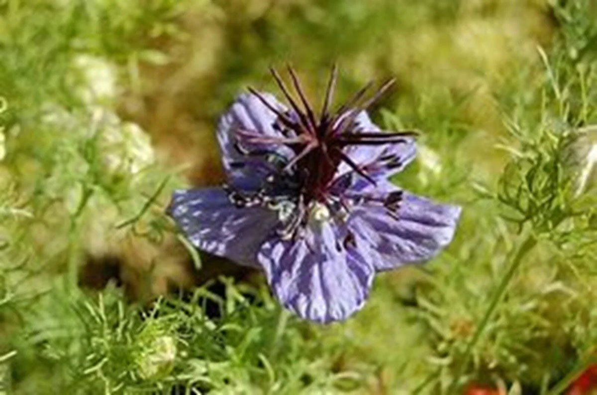Spanish Fennelflower Seeds - Nigella hispanica Ornate Blue & White Flowers, 50+ Seeds for Garden, Borders & Cut Flowers