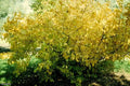 Spicebush Live Plant Set of 2 | Lindera benzoin | Bare Root Shrubs for Moist Areas, Fall Color, Fragrant Flowers