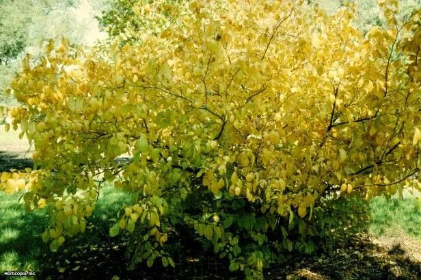 Spicebush Live Plant Set of 2 | Lindera benzoin | Bare Root Shrubs for Moist Areas, Fall Color, Fragrant Flowers