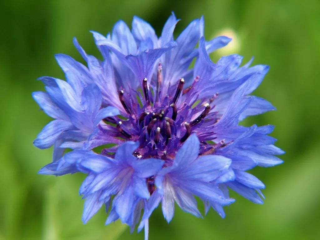 Bachelor's Buttons Seeds - 500 Blue Flowers, Bushy Variety, Centaurea cyanus, Garden Flower Seeds, Pollinator Attracting, Non-GMO