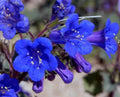 California Bluebell Seeds - 100 Pack, Phacelia Campanularia, Drought-Resistant Desert Bluebells, Flower Garden Seeds