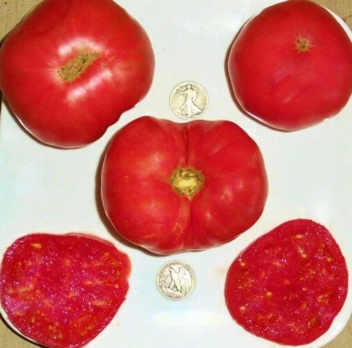 Dester Tomato Seeds - Award-Winning Solanum lycopersicum, 25 Seeds, High-Yield, Disease-Resistant, Suitable for Containers & Gardens