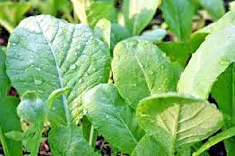 Tendergreen Mustard Seeds – Organic Brassica juncea for Container Gardening, Spring & Fall Greens, 600+ Seeds