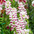 Maryland Plumblossom Snapdragon Seeds - 1000+ Antirrhinum majus Garden Seeds for Borders & Containers