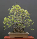 Chinese Quince Bonsai Tree Seeds - Chaenomeles sinensis - Hardy Fruit Tree Seeds for Indoor & Outdoor Planting