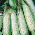Country Gentleman White Corn Seeds – Heirloom Sweet Vegetable Garden Seeds, Zea mays, 25 Pack