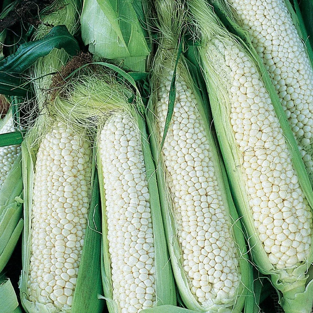 Country Gentleman White Corn Seeds – Heirloom Sweet Vegetable Garden Seeds, Zea mays, 25 Pack