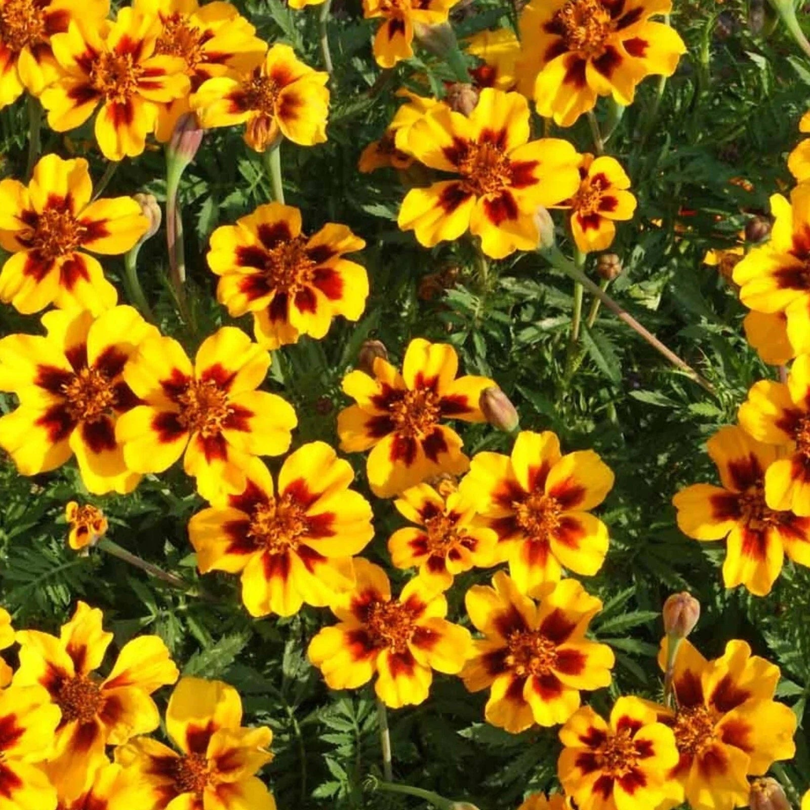Dainty Marietta Marigold Seeds – Tagetes Patula, Dwarf Annual Flower Pack, Vibrant Orange & Yellow, 150+ Seeds for Garden & Container