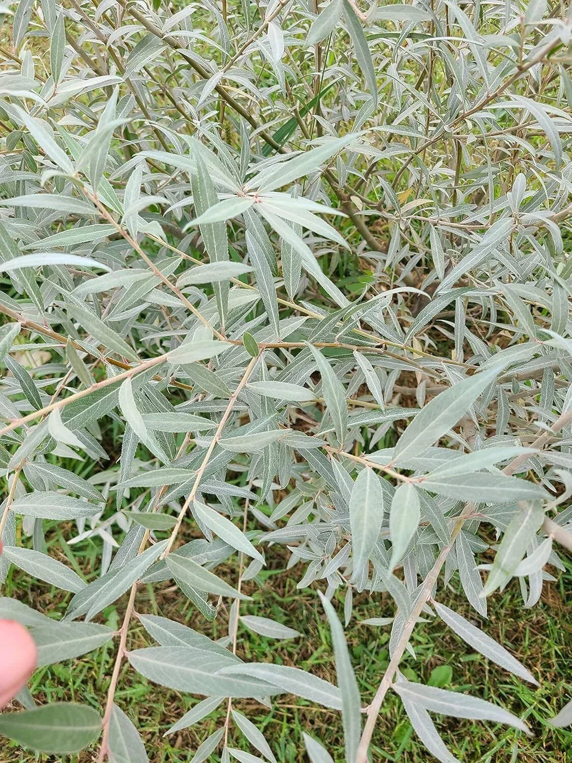 Edelweiss Willow Tree Cutting for Hedge or Shade Salix helvetica Fast Growing Shrub