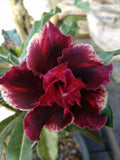 Double Red Magenta Desert Rose Seeds - Adenium Obesum Exotic Flower Seeds for Indoor Outdoor Gardening, 4 Pack
