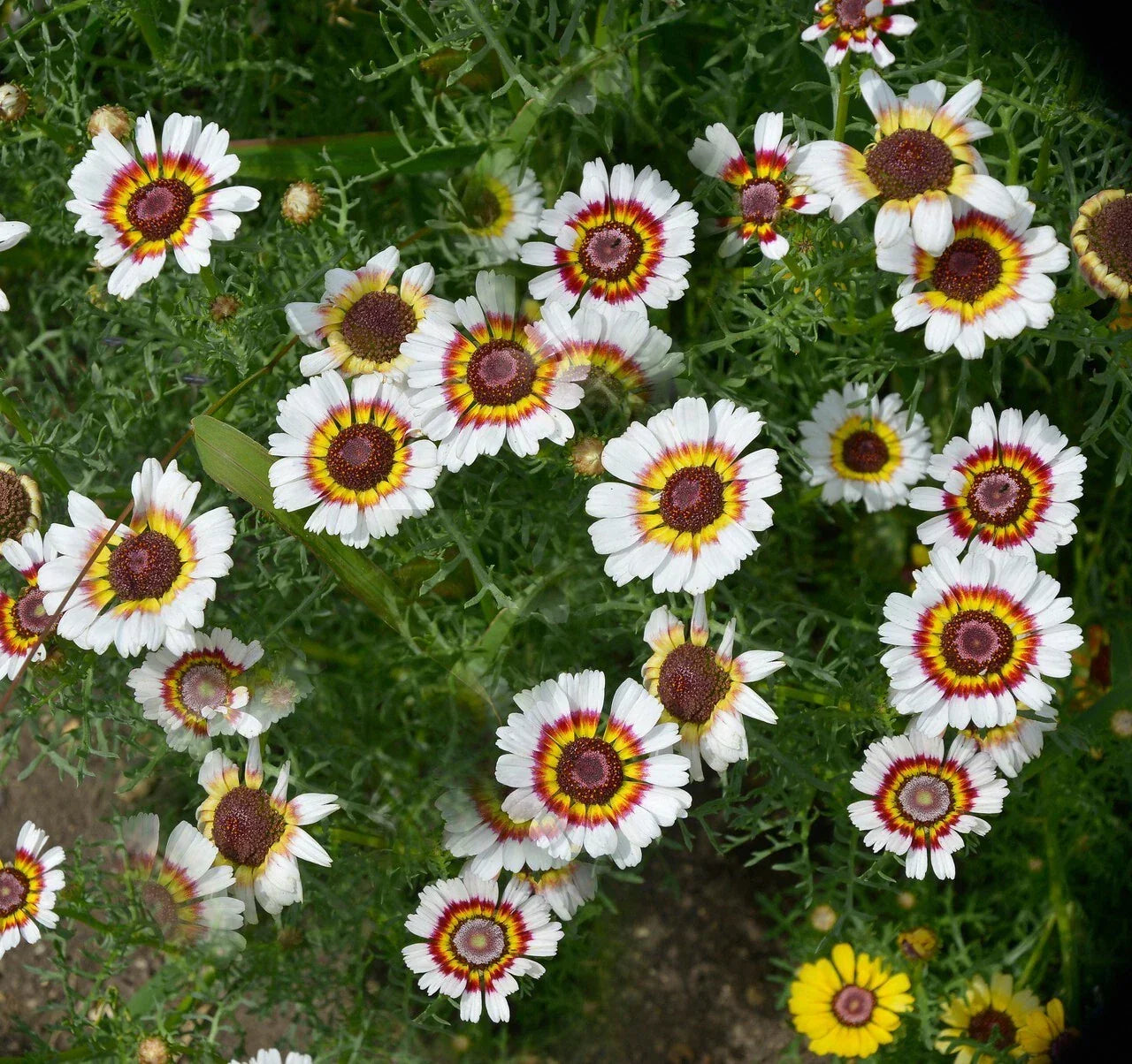 Painted Daisy Seeds - 200+ Yellow Red White Garden Flower Seeds - Chrysanthemum carinatum - Easy to Grow, Summer Blooming, USA