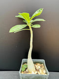 Adenium obesum 'Merrylynn's Pink' Succulent in 2.5" Pot, Pink Desert Rose Plant, Drought-Tolerant Indoor & Garden Plant