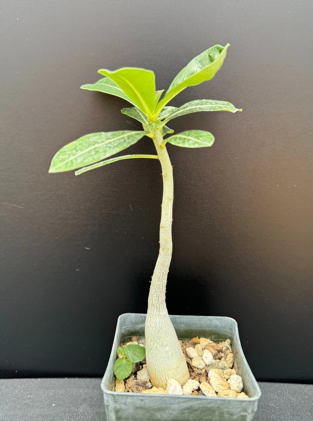 Adenium obesum 'Merrylynn's Pink' Succulent in 2.5" Pot, Pink Desert Rose Plant, Drought-Tolerant Indoor & Garden Plant