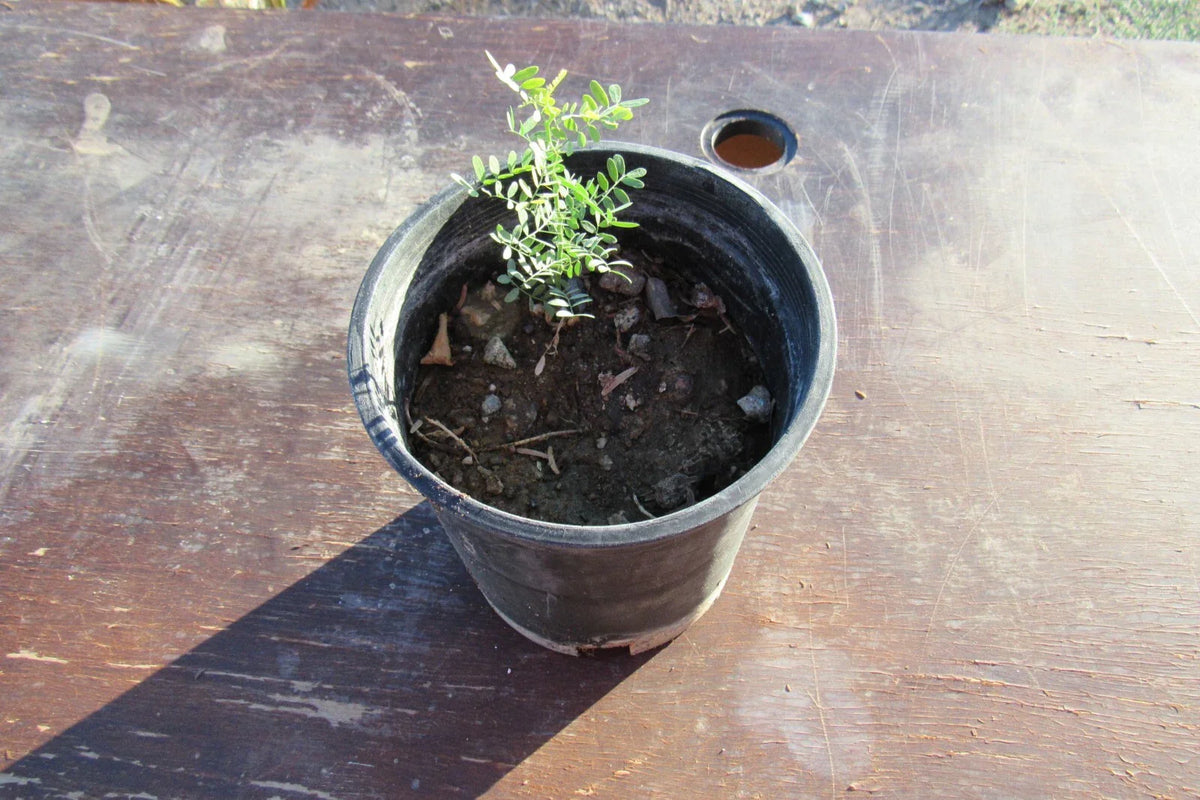 Desert Ironwood Tree Bonsai - Well Rooted Olneya tesota Indoor Plant