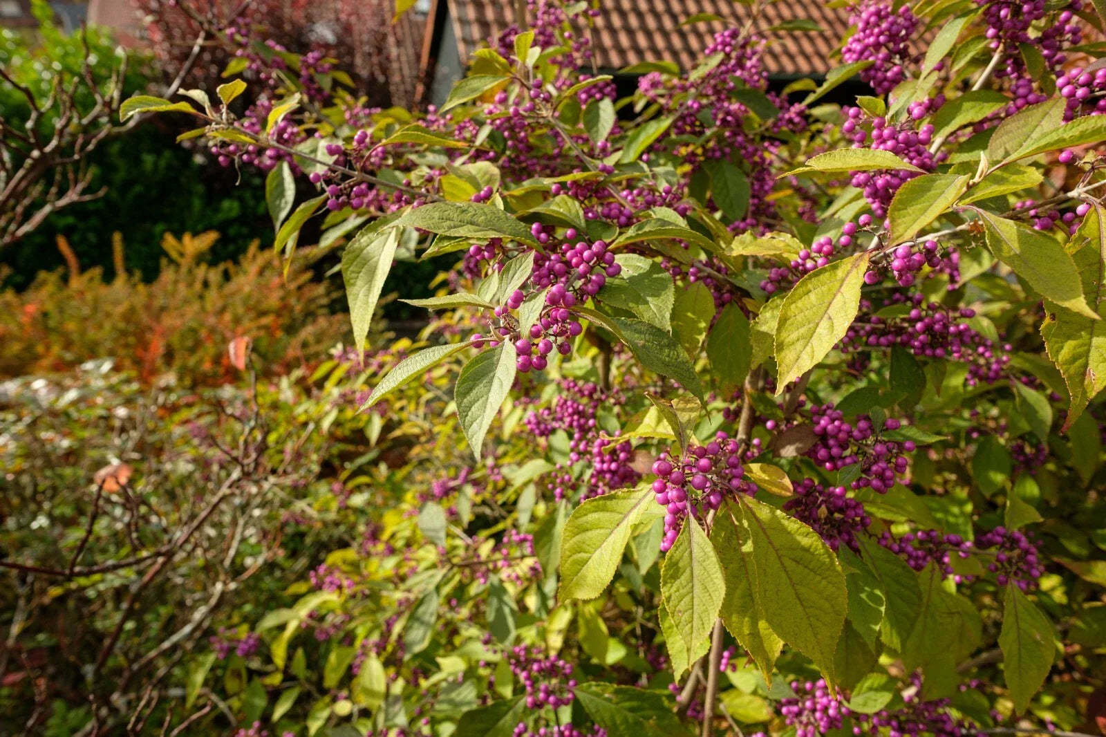 American Beautyberry Seeds - 30+ Callicarpa americana Native Shrub with Purple Berries for Wildlife Gardens