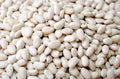 Navy Bean Seeds for Planting, White Kidney Beans, Phaseolus vulgaris, 50 Seeds, Bush-Type, Compact Growth, Edible Legumes