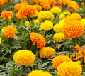 Crackerjack Marigold Seeds - Flower Seeds, Tagetes erecta, Large Bright Orange & Yellow Blooms, Garden, Container, Border Plant