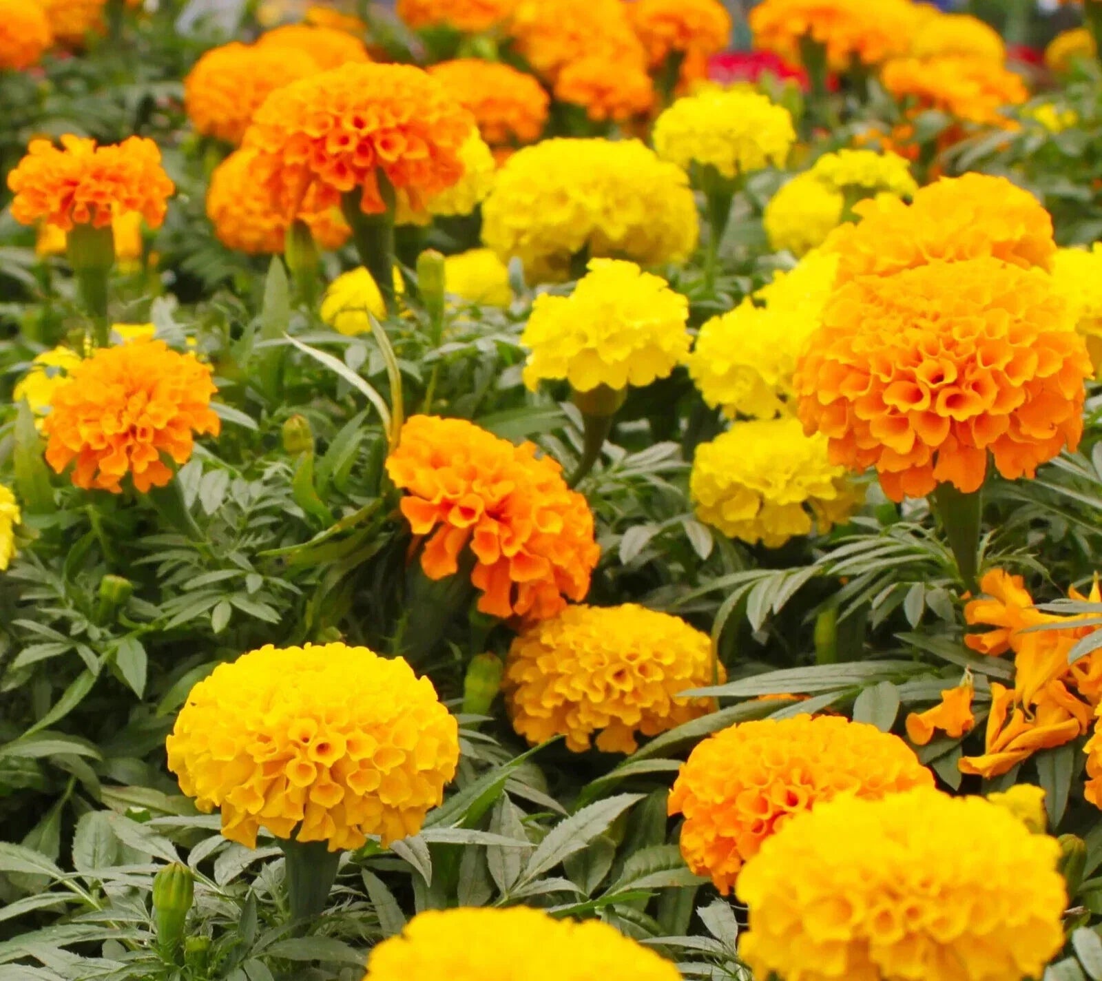 Crackerjack Marigold Seeds - Flower Seeds, Tagetes erecta, Large Bright Orange & Yellow Blooms, Garden, Container, Border Plant