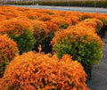 5 Gallon Arborvitae Fire Chief Live Evergreen Tree with Yellow Orange Red Fall Color Thuja occidentalis