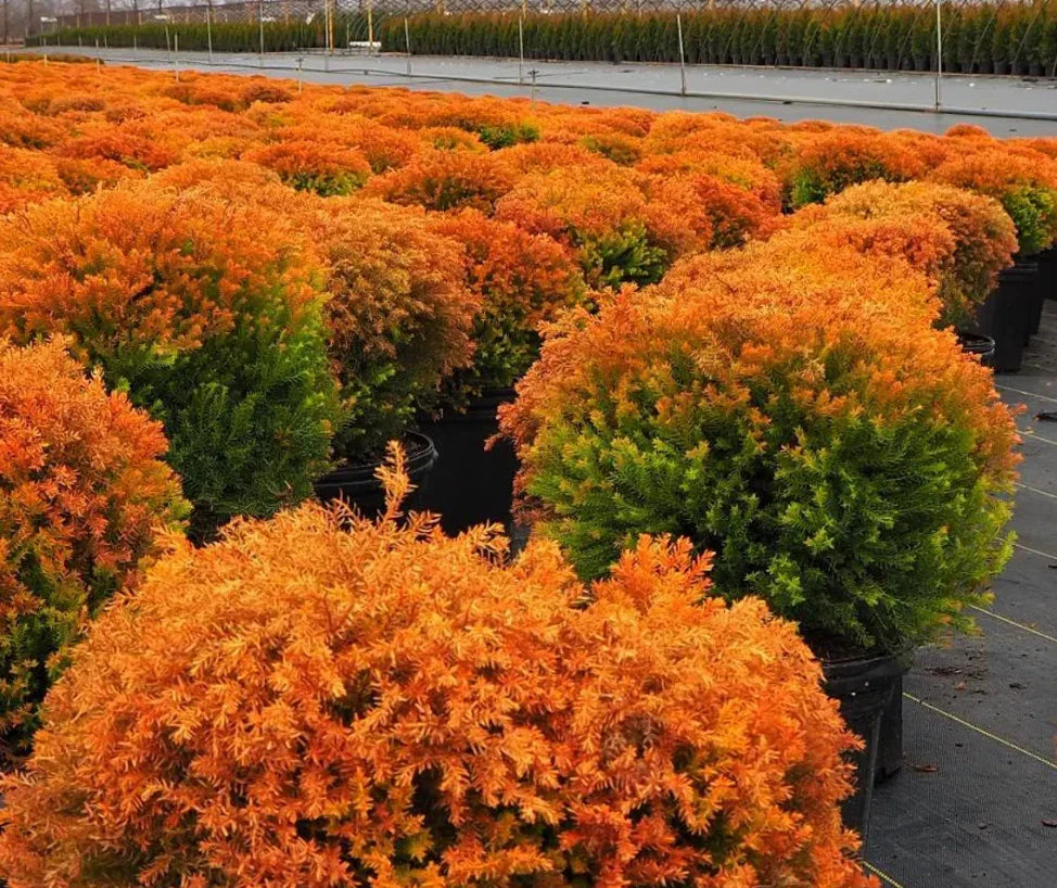 5 Gallon Arborvitae Fire Chief Live Evergreen Tree with Yellow Orange Red Fall Color Thuja occidentalis