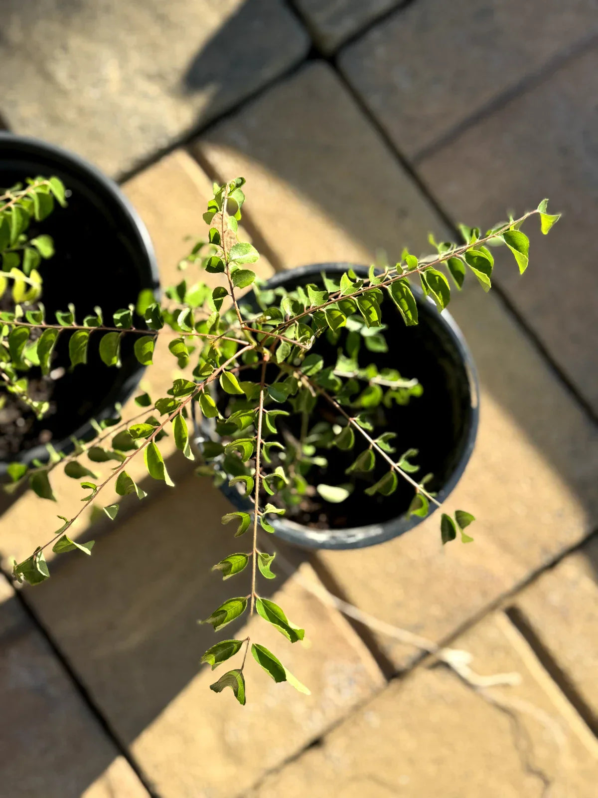 Curry Leaf Plant - Bare Root 4-6 Inches - Aromatic Leaves - Murraya koenigii - Culinary Herb for Indoor Outdoor Gardens