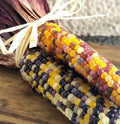 Red Husk Rainbow Ornamental Corn Seeds, Multi-Color Kernels, Zea mays, Heirloom Flint Corn for Decoration & Popcorn