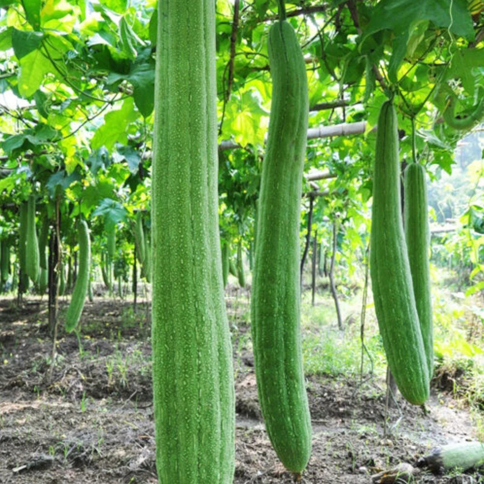 30pcs Non-GMO Luffa Gourd Seeds for Gardening, Long Loofah Sponge, Luffa aegyptiaca, Climbing Vine, Eco-Friendly Planting