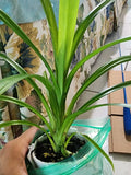 Live Pandan Leaf Plant 6-10" in Cup | Fragrant Culinary Herb Pandanus amaryllifolius for Cooking & Teas
