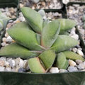 Gasteria Glomerata Succulent Plant – Live Indoor Greenery, Low Maintenance Houseplant, South African Cactus