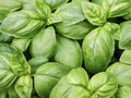 Italian Sweet Basil Seeds - Organic Non-GMO Herb Seeds for Culinary Gardening - Ocimum basilicum, Pack of 100