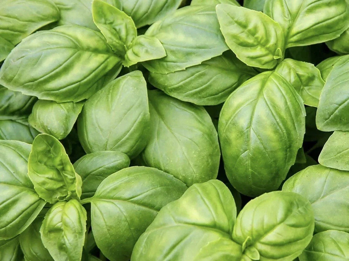 Italian Sweet Basil Seeds - Organic Non-GMO Herb Seeds for Culinary Gardening - Ocimum basilicum, Pack of 100