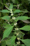 Lycopus americanus Seeds - 300+ American Bugleweed, Common Water Horehound, Wetland Perennial Plant for Native Gardens
