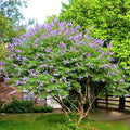 50 Chaste Vitex Tree Seeds - Drought Tolerant, Aromatic, Medicinal Plant - Vitex agnus-castus