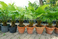 Palmetto Tree Seeds - Sabal Palmetto - Tropical Garden Planting Seeds for Landscaping & Outdoors