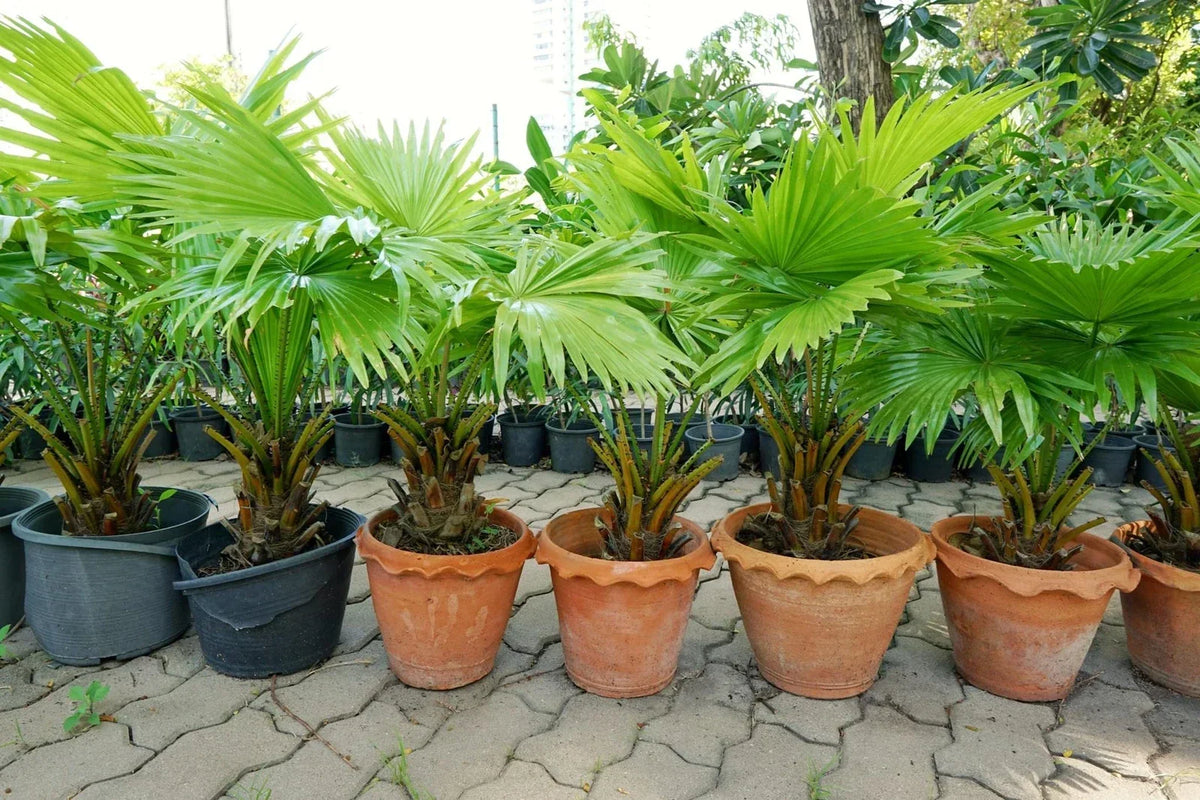 Palmetto Tree Seeds - Sabal Palmetto - Tropical Garden Planting Seeds for Landscaping & Outdoors