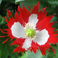 Danish Flag Poppy Seeds - 500+ Red & White Annual Flower Garden - Papaver rhoeas