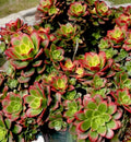 Aeonium Kiwi Variegated Succulent Cutting 2-3” | Rare, Easy Care, Drought Tolerant, Indoor & Outdoor Plant