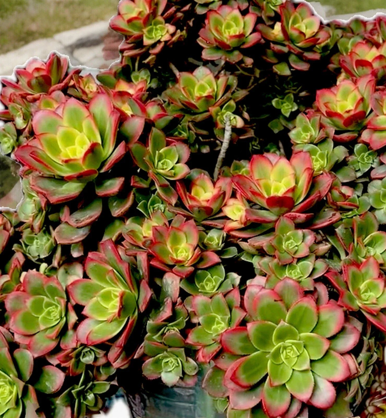Aeonium Kiwi Variegated Succulent Cutting 2-3” | Rare, Easy Care, Drought Tolerant, Indoor & Outdoor Plant