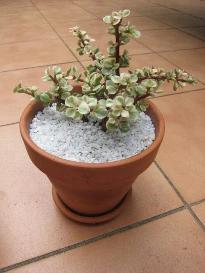 6 Cuttings Afra Variegated Elephant Bush Succulent Plant Propagation Portulacaria afra Variegata