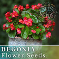Rich Berry Begonia Seeds - Non-GMO Flower Seeds for Gardens, Containers, Borders | Begonia x tuberhybrida
