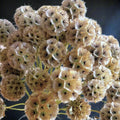 Starflower Pincushion Seeds - Lomelosia Scabiosa - Vibrant Drumstick Flowers for Gardens & Borders