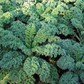 Organic Blue Curled Scotch Kale Seeds - Non-GMO, Heirloom Brassica oleracea var. sabellica for Home Gardening