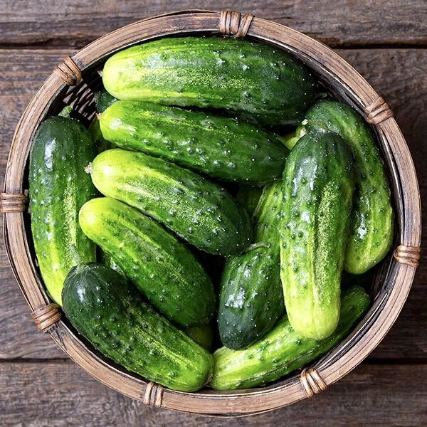 Non-GMO Arkansas Little Leaf Cucumber Seeds for Pickling, Cucumis sativus, Compact Bush Plant, 30 Seeds
