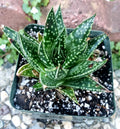 Rare Gasteraloe 'Spotty' Succulent 3" Potted Plant Gasteria x Aloe Hybrid Indoor Decor
