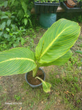Tiger Stripe Canna Lily Plant in 1 Gallon Pot, Canna indica, Exotic Foliage, Colorful Blooms, Tropical Garden Plant