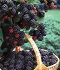 Black Hawk Raspberry Plant 1-2 Year Old, Rubus occidentalis, Hardy Fruit Shrub with Deep Red Berries, Cold-Hardy for Home Garden