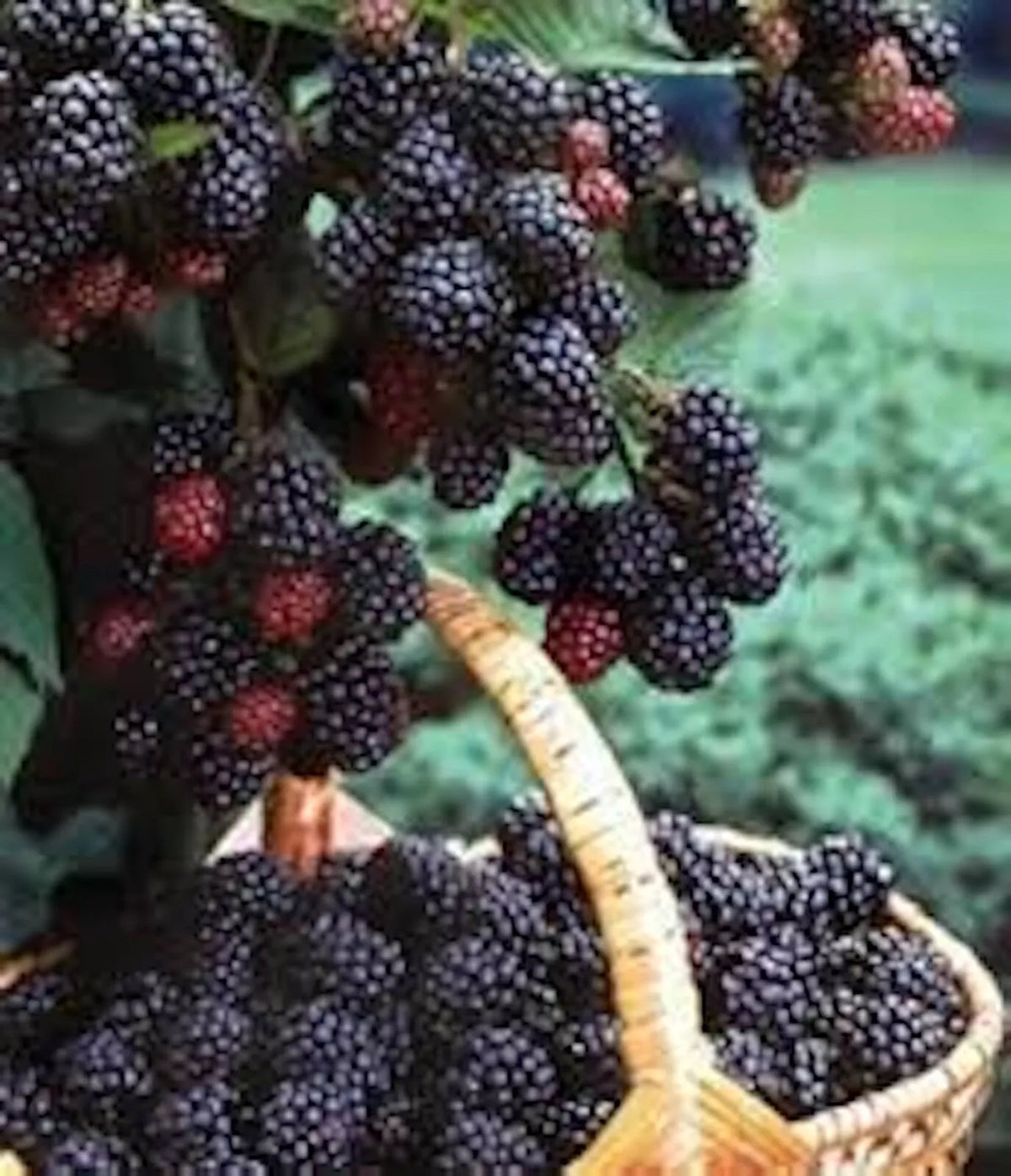Black Hawk Raspberry Plant 1-2 Year Old, Rubus occidentalis, Hardy Fruit Shrub with Deep Red Berries, Cold-Hardy for Home Garden