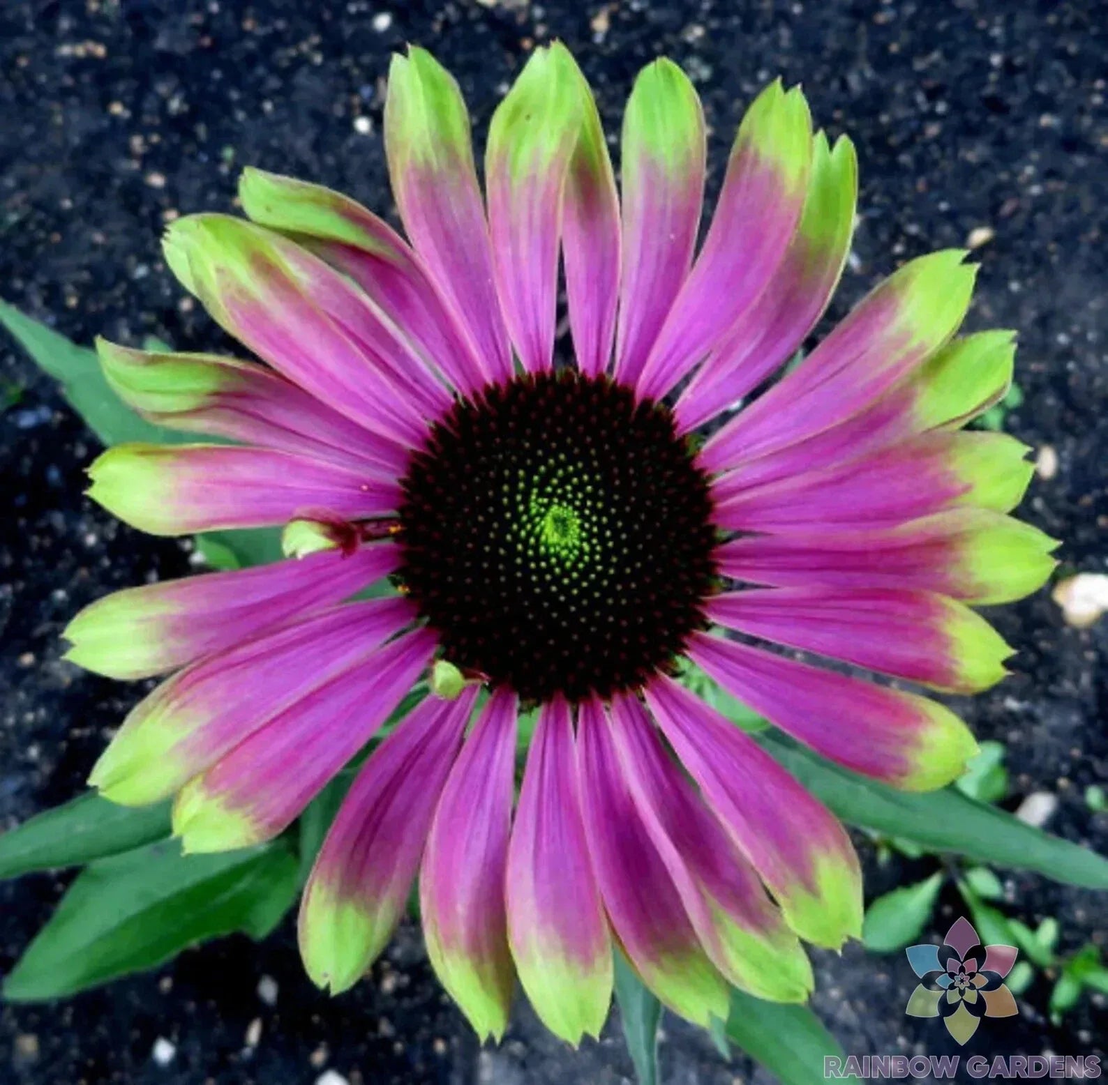 Green Twister Rudbeckia Seeds - 200+ Pack, Rudbeckia hirta, Vibrant Green and Yellow Flowers for Garden, Borders, Containers